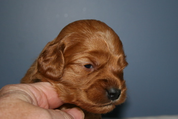 Picture of Australian Labradoodle