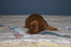 Picture of Australian Labradoodle
