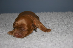 Picture of Australian Labradoodle