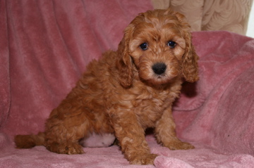 Picture of Australian Labradoodle