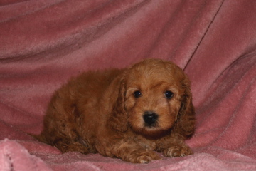 Picture of Australian Labradoodle