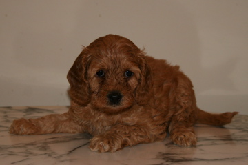 Picture of Australian Labradoodle