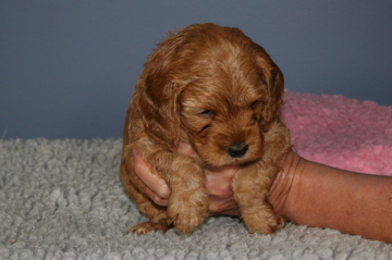 Picture of Australian Labradoodle