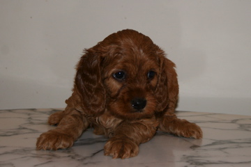 Picture of Australian Labradoodle
