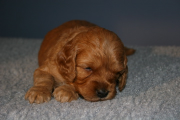 Picture of Australian Labradoodle