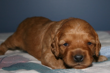 Picture of Australian Labradoodle