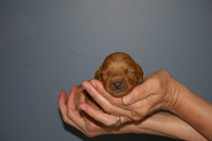 Picture of Australian Labradoodle