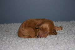 Picture of Australian Labradoodle