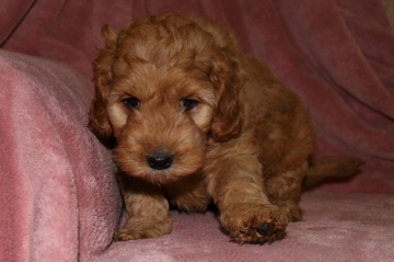 Picture of Australian Labradoodle