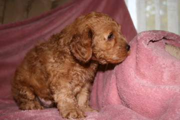 Picture of Australian Labradoodle