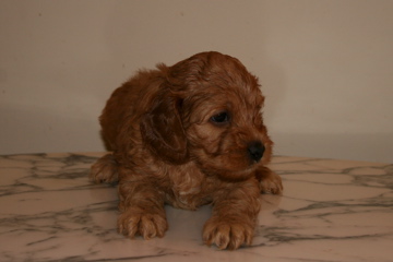 Picture of Australian Labradoodle