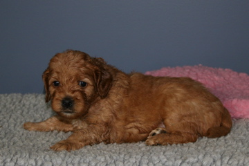 Picture of Australian Labradoodle