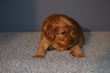 Picture of Australian Labradoodle