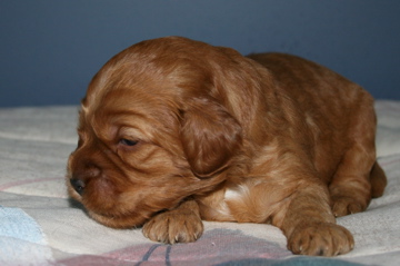 Picture of Australian Labradoodle