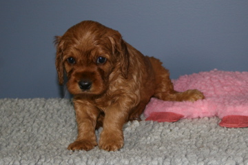 Picture of Australian Labradoodle