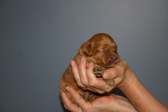 Picture of Australian Labradoodle