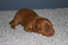 Picture of Australian Labradoodle