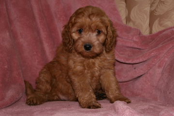 Picture of Australian Labradoodle