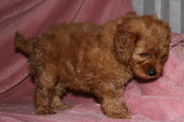 Picture of Australian Labradoodle