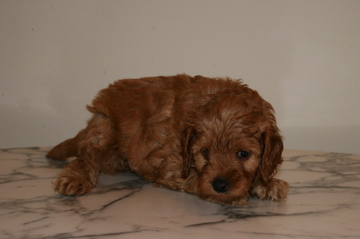Picture of Australian Labradoodle