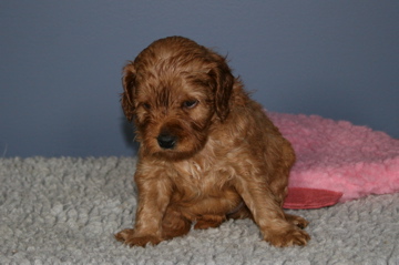 Picture of Australian Labradoodle