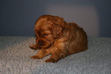 Picture of Australian Labradoodle