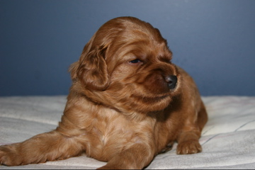 Picture of Australian Labradoodle