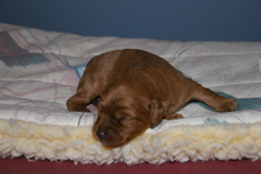 Picture of Australian Labradoodle