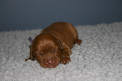 Picture of Australian Labradoodle