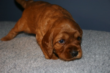 Picture of Australian Labradoodle