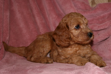 Picture of Australian Labradoodle