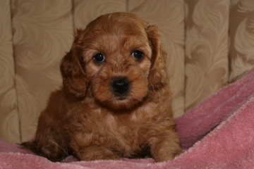 Picture of Australian Labradoodle