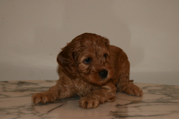 Picture of Australian Labradoodle