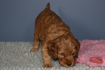 Picture of Australian Labradoodle