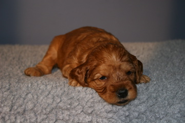 Picture of Australian Labradoodle