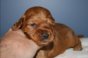 Picture of Australian Labradoodle