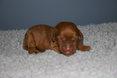 Picture of Australian Labradoodle