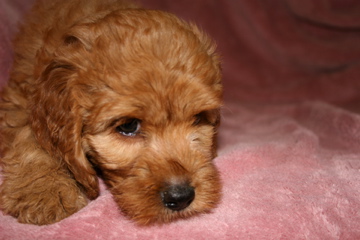 Picture of Australian Labradoodle