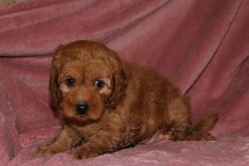 Picture of Australian Labradoodle