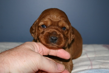 Picture of Australian Labradoodle