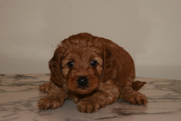 Picture of Australian Labradoodle