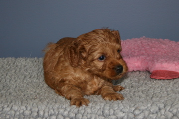 Picture of Australian Labradoodle