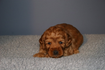 Picture of Australian Labradoodle