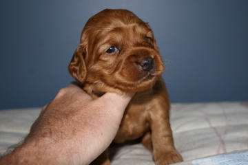 Picture of Australian Labradoodle
