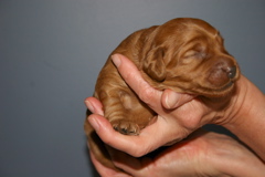 Picture of Australian Labradoodle