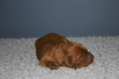 Picture of Australian Labradoodle