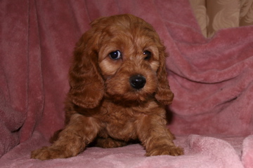 Picture of Australian Labradoodle