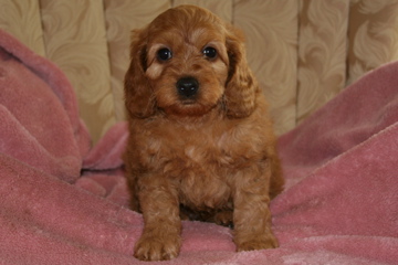 Picture of Australian Labradoodle