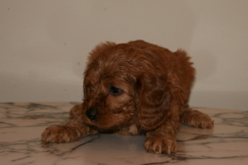 Picture of Australian Labradoodle