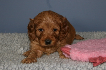 Picture of Australian Labradoodle